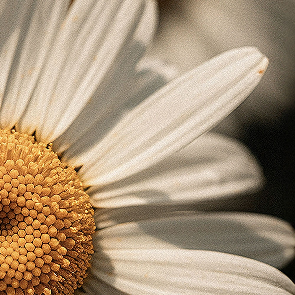 NYORA Aqua Queen Tallow | Luxurious Grass-Fed Tallow Balm for Deep Hydration and Skin Repair